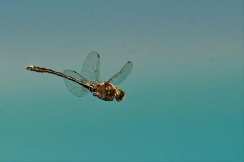 Oxygastra curtisii